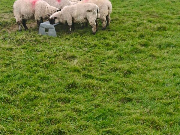 Suffolk ewe lambs - Main image