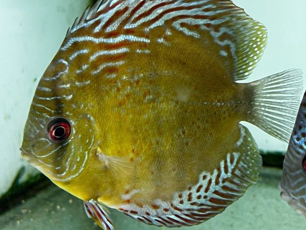 Discus Fish - Main image