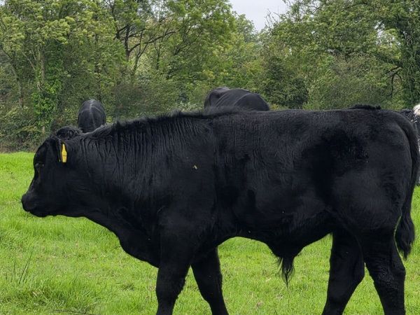 16 Weanlings - Main image