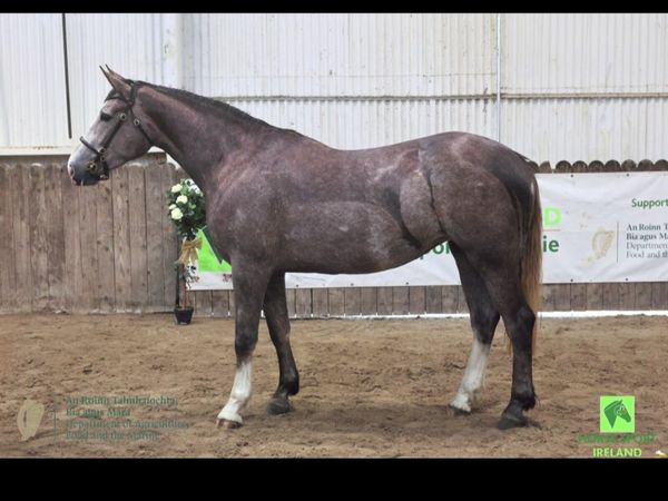 Horse - Main image