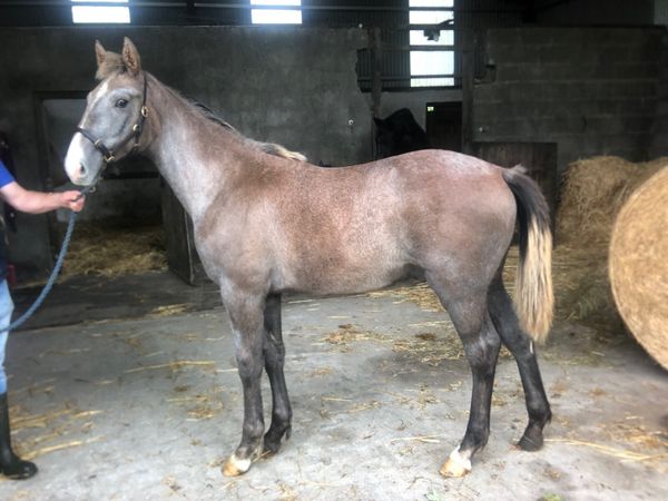 Irish Draught foal - Main image