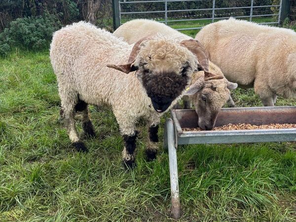 Valais Blacknose Ram - Main image