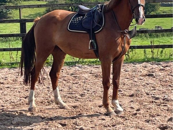 5 yr gelding - Main image