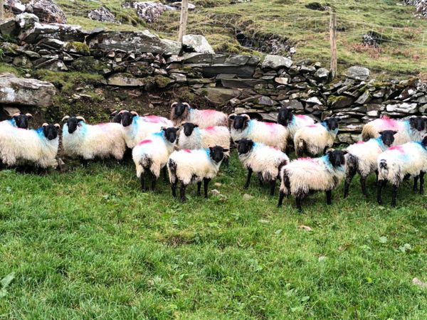 Ewe lambs - Main image