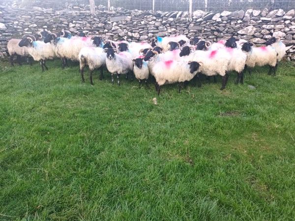 Breeding ewes - Main image
