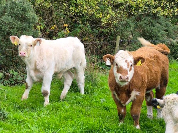 Two super charly weanlings - Main image