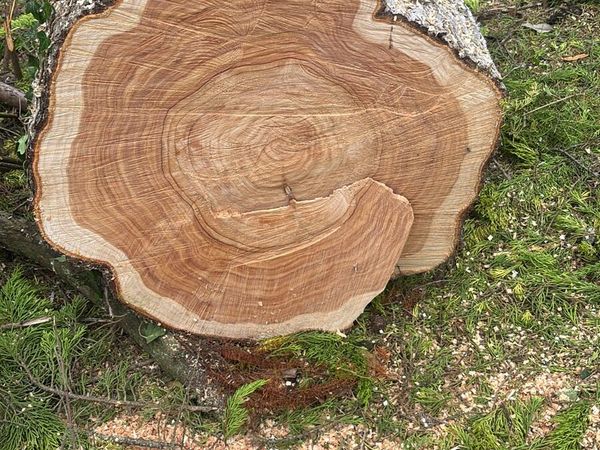 Timber/firewood - Main image