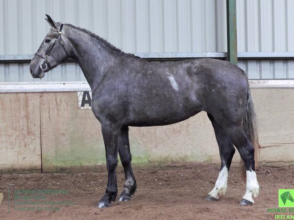 Class 1 3yr old filly - Main image