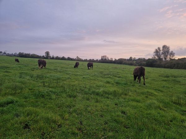 Organic cattle - Main image