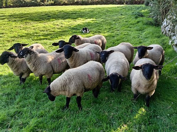 Rams lambs for sale - Main image