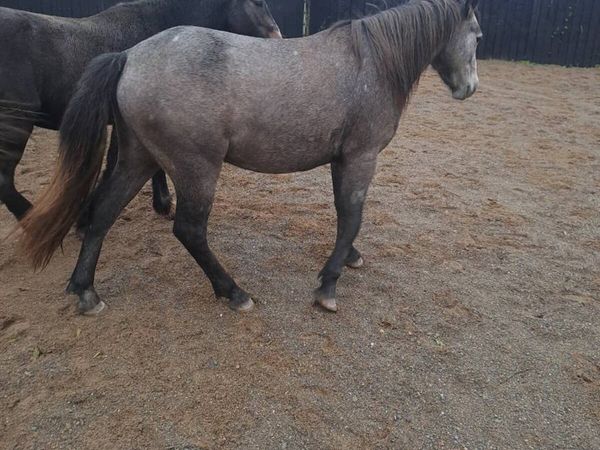 2 2' and half y'old geldings - Main image