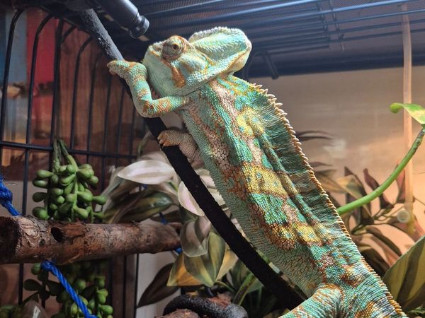 Chameleon - Main image