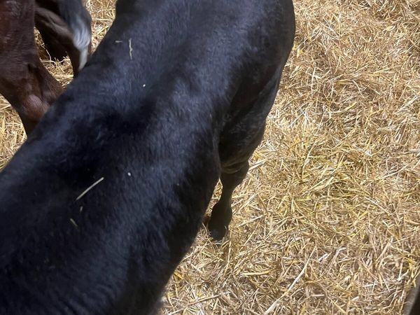 Strong AA suck calfs for sale - Main image