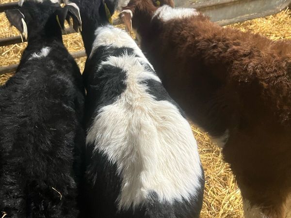 WH bull calfs for sale - Main image