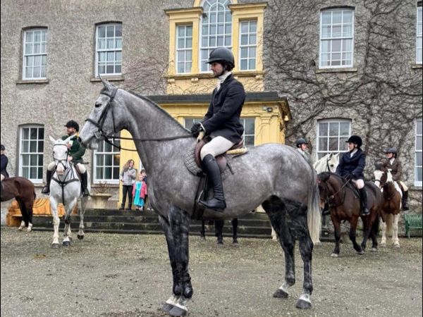 16.2h 9 yo ISH mare, event/ hunt/ showjump - Main image