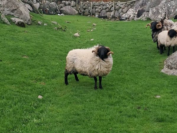black face hogget - Main image