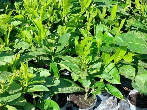 Laurel Hedging - Main image