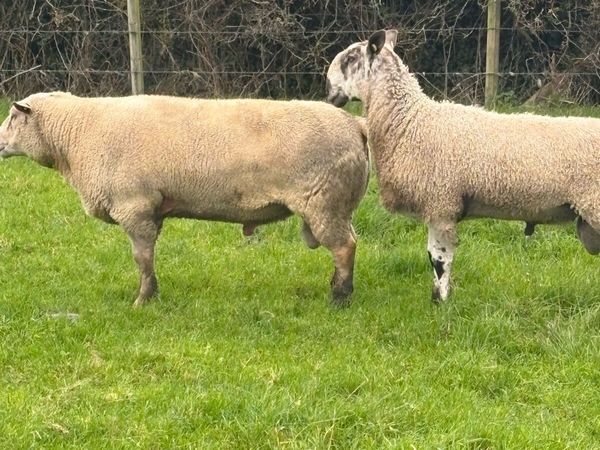 Rams - Main image