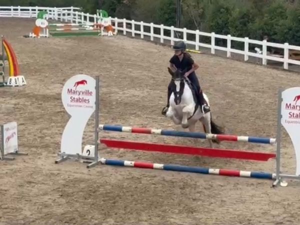 Dove 14.1 XC fun pony - Main image