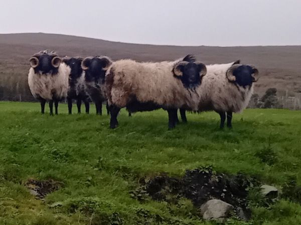 Blackface Mayo Mountain hogget rams - Main image