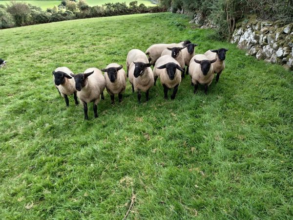 Rams lambs for sale - Main image