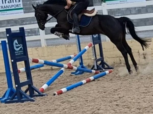 Sports horse - Main image