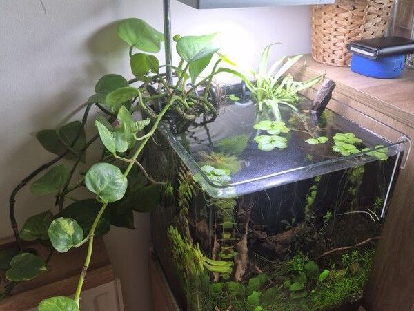 White Glass Aquarium (Complete Set-up) - Main image
