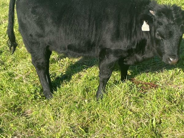 Dexter calves - Main image