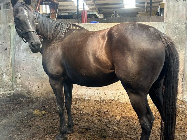 Tb Mare Infoal - Main image