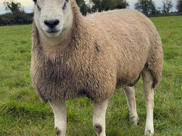 🌟 Aberfield Ram Lambs 🌟 - Main image
