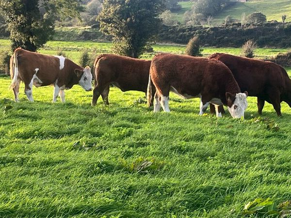 In calf heifers - Main image