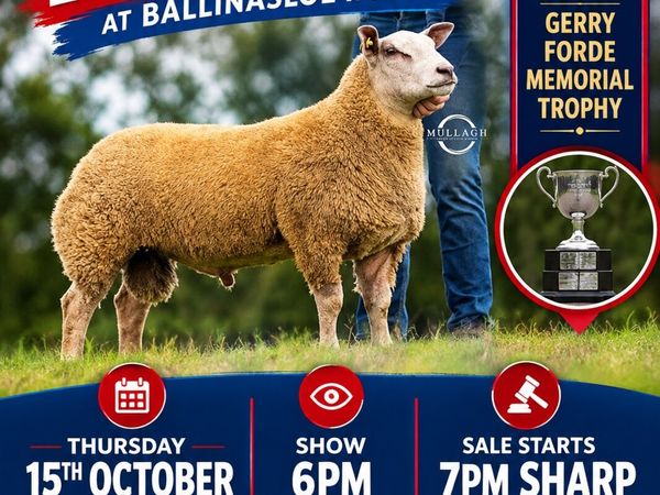 Charollais ram sale @Ballinasloe Mart - Main image