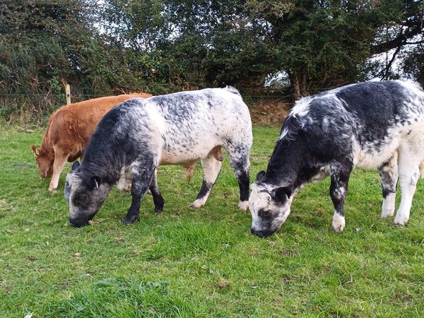 BBX Weanlings Headford Mart 16th Oct - Main image