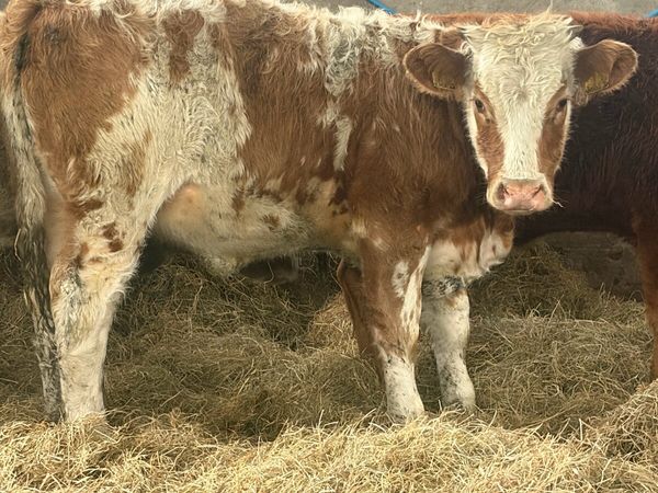 3 good value charlios and lim heifers - Main image