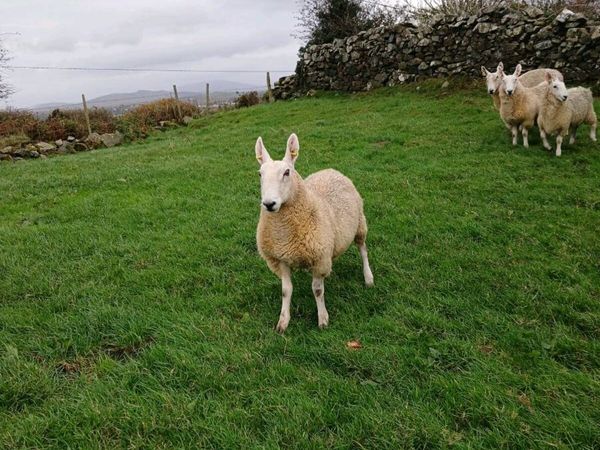 Border Leicester - Main image