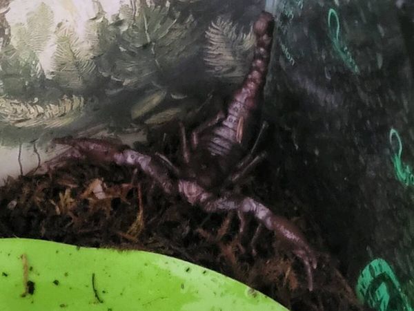Scorpion - Main image