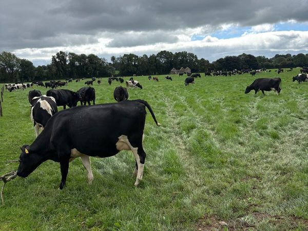 herd of cows - Main image