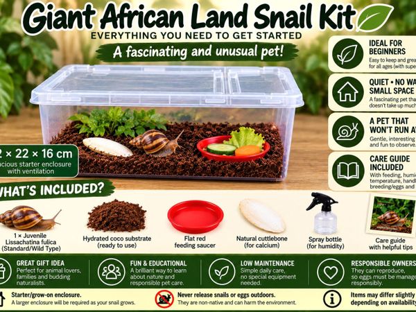 Giant African Land Snail Kit - Main image