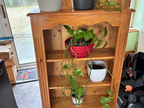 The last few plants FREE to take! - Main image