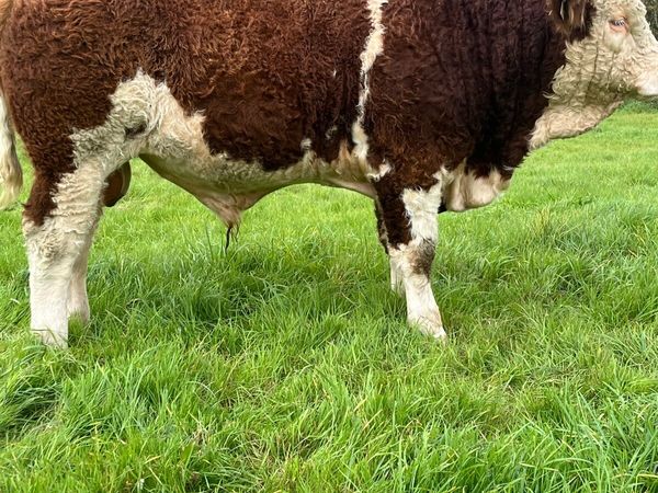 PBR Simmental and Hybrid lim bulls - Main image