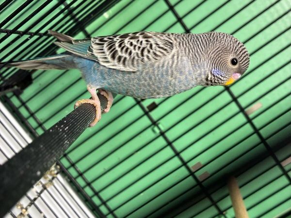 Bf/bw budgies - Main image
