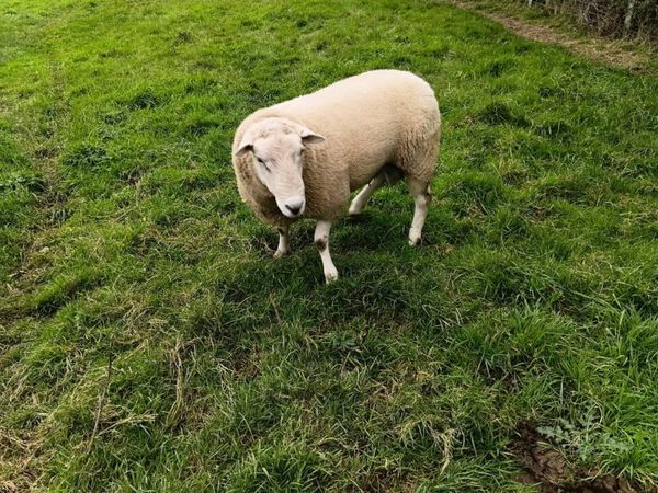 PBNR Lleyn Ram - Main image