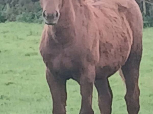 Rare Connemara Colt Foal - Main image