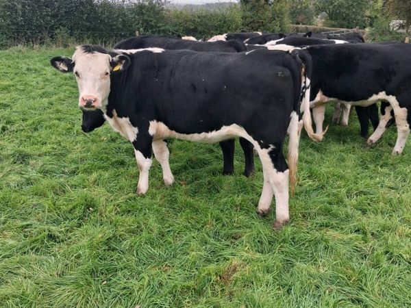 Angus and Hereford - Main image