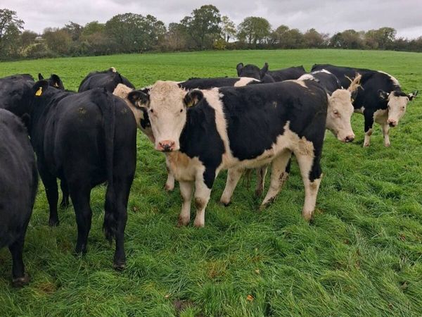 Angus and Hereford for sale in Cork for €0 on DoneDeal