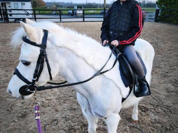 Bombproof Lead Rein Pony - Main image