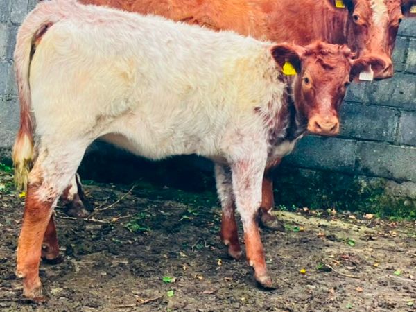 breeding-heifer-for-sale Beef Cattle Ads For Sale in Ireland | DoneDeal