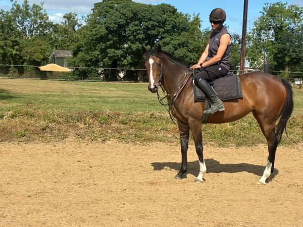 3 yo Sea Moon filly - Main image