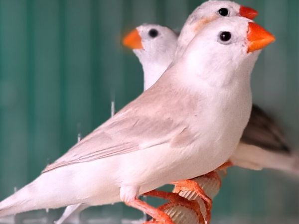 Penguin zebra finch . - Main image