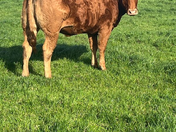 Heifers Ennis Mart Thursday 15th - Main image